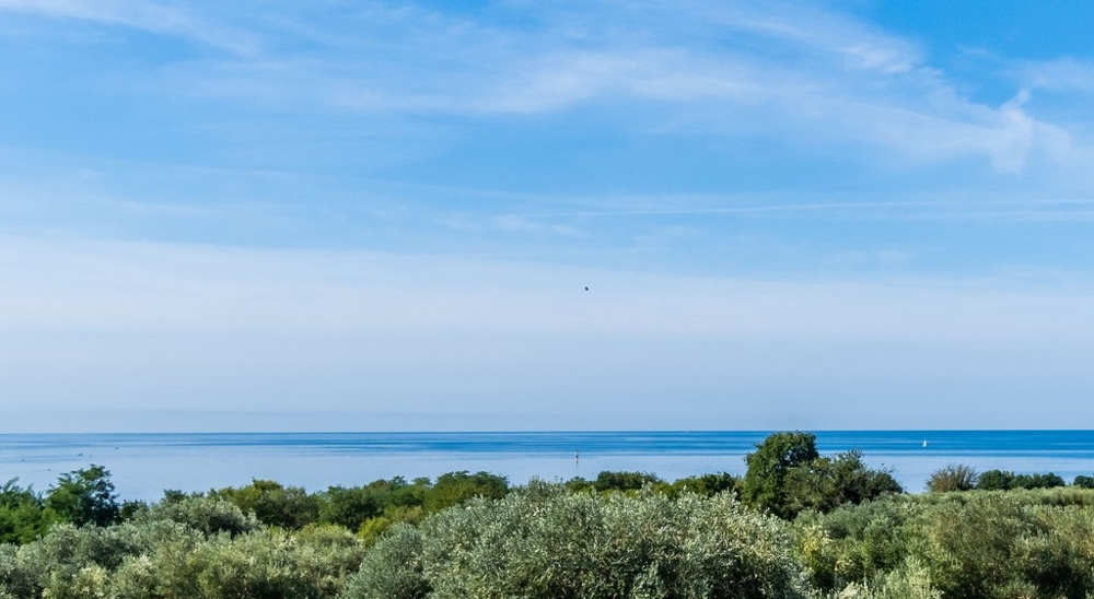 Uliveto in primo piano e mare calmo sullo sfondo