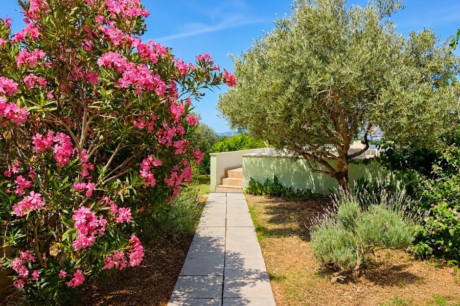 Giardino mediterraneo con ulivo in Croazia