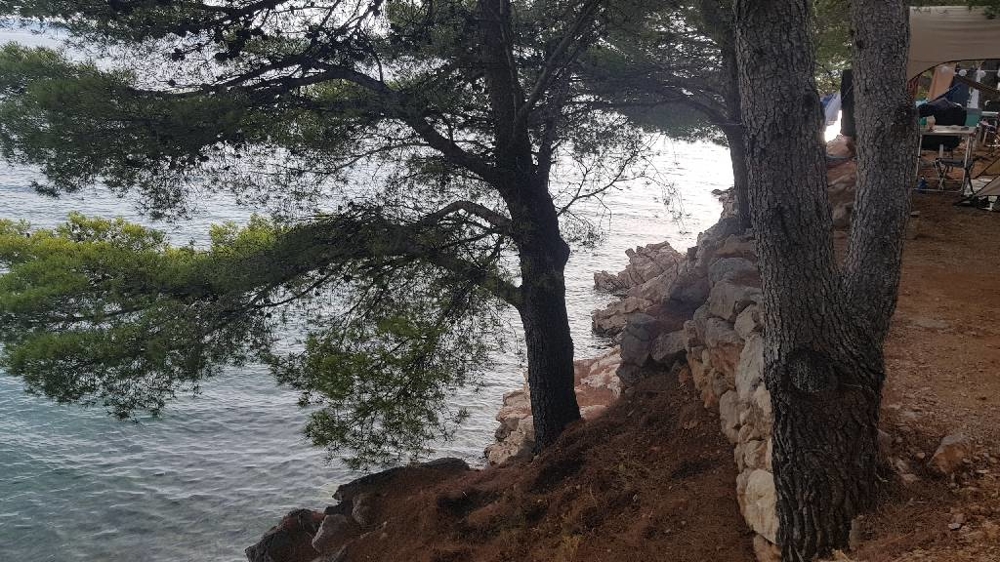 Pini sulla riva con vista attraverso i rami sul mare