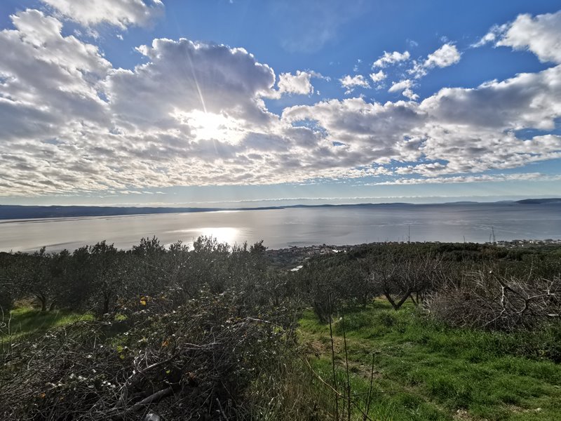 Uliveto con ampia vista sulla baia e sulla costa