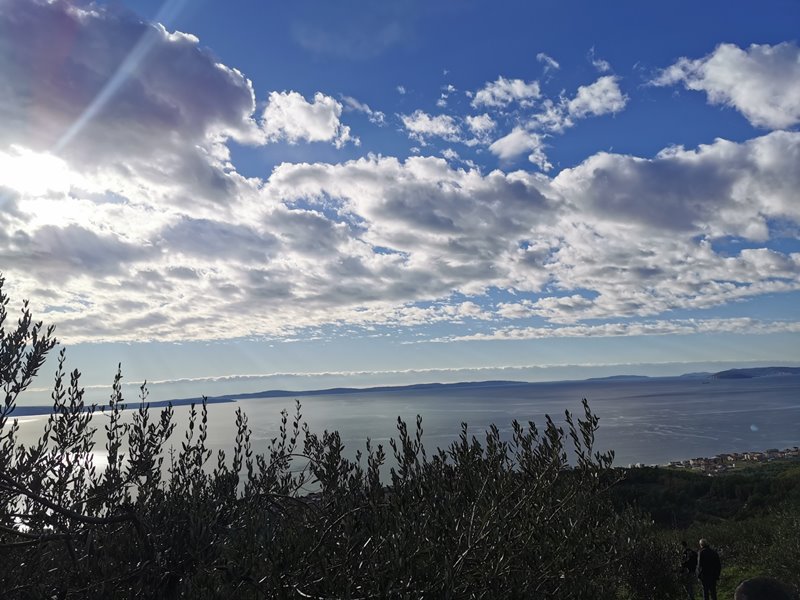 Rami di ulivo davanti al cielo nuvoloso e ampia vista sul mare