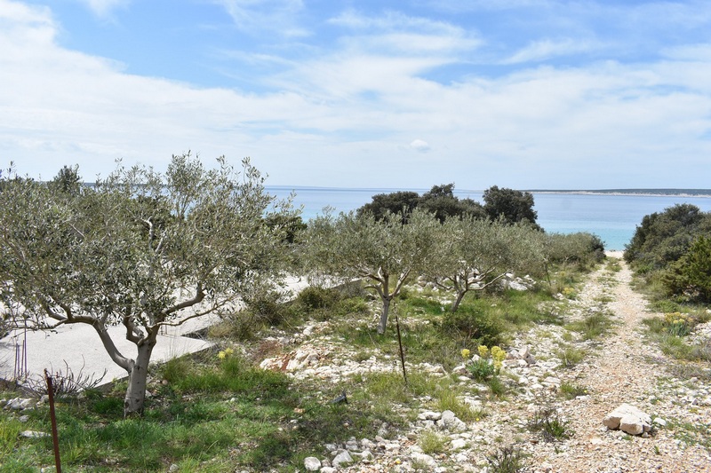 Ulivi sul terreno con sentiero di campagna verso il mare