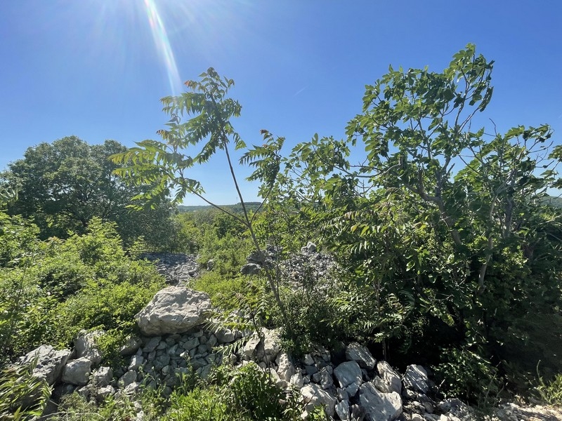Giovani alberi e pietre calcaree sul terreno con vegetazione