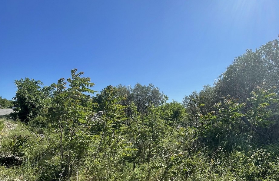 Terreno con vegetazione e alberi