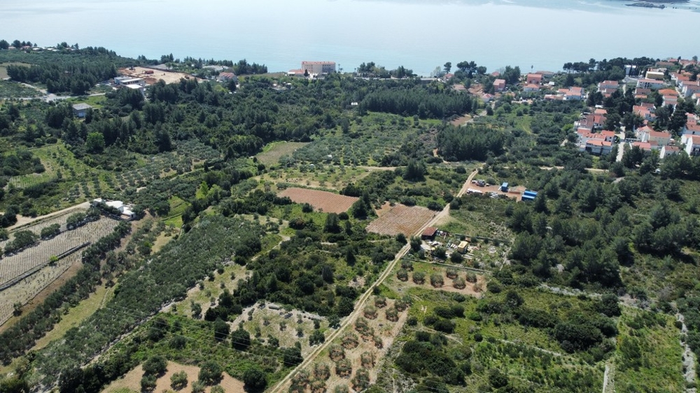 Veduta aerea degli uliveti tra il paese e la costa