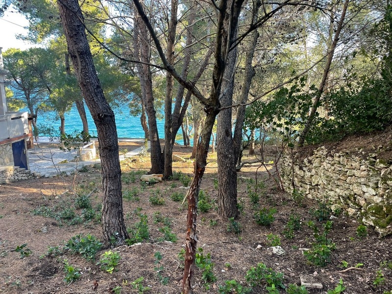 Pini sul terreno con vista sul mare turchese