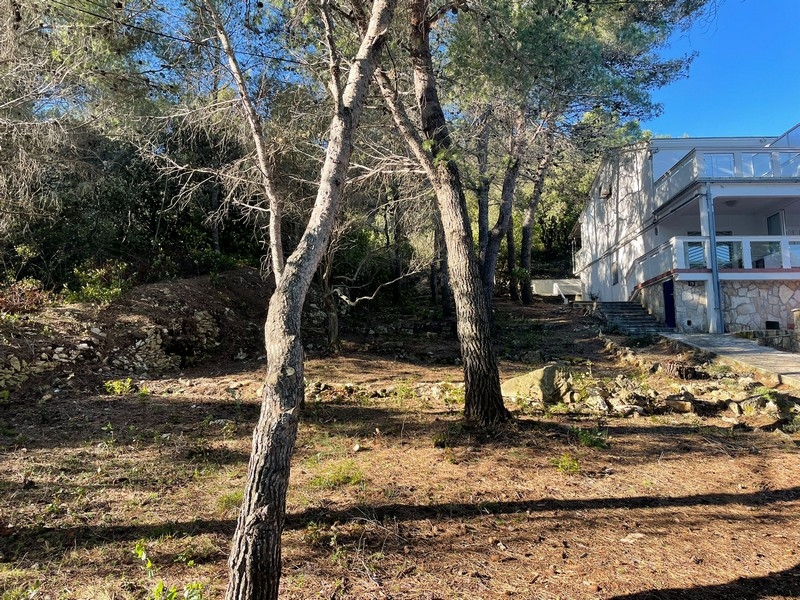 Pini sull'area accanto alla casa bianca