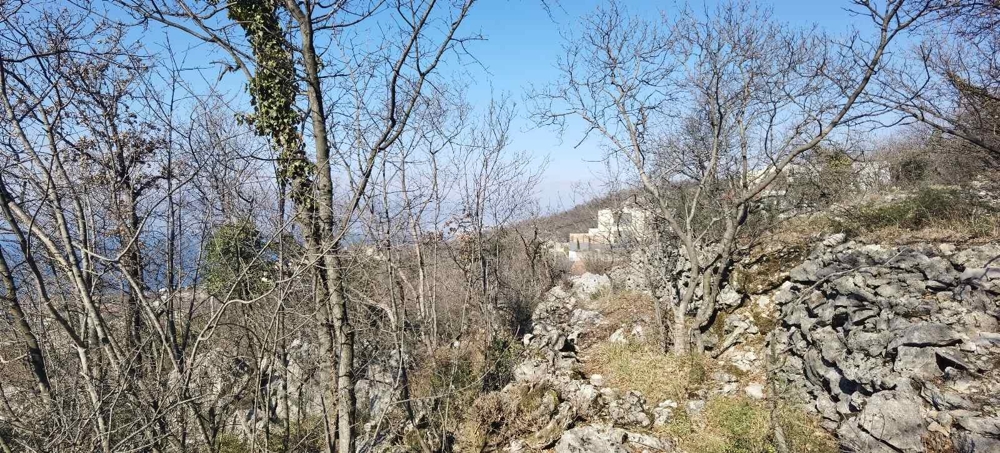 Terreno boscoso con muro a secco sul pendio