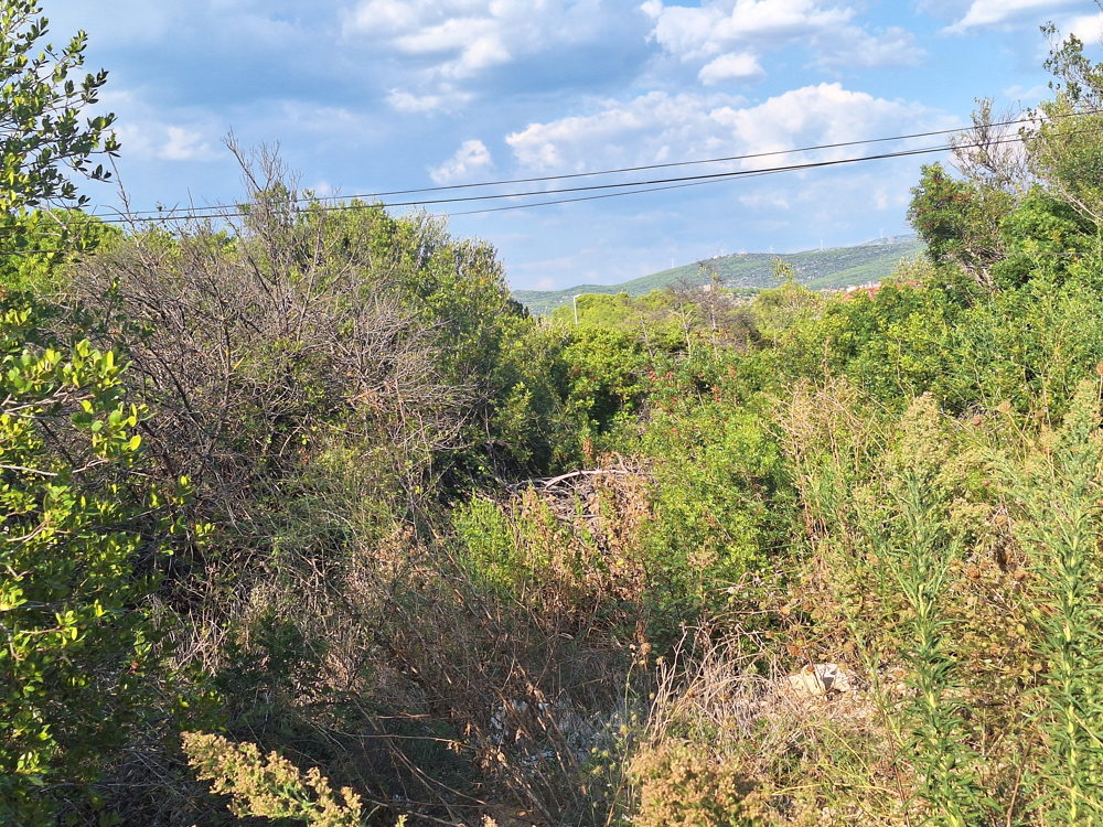 Terreno con vegetazione fitta e vista sulle colline