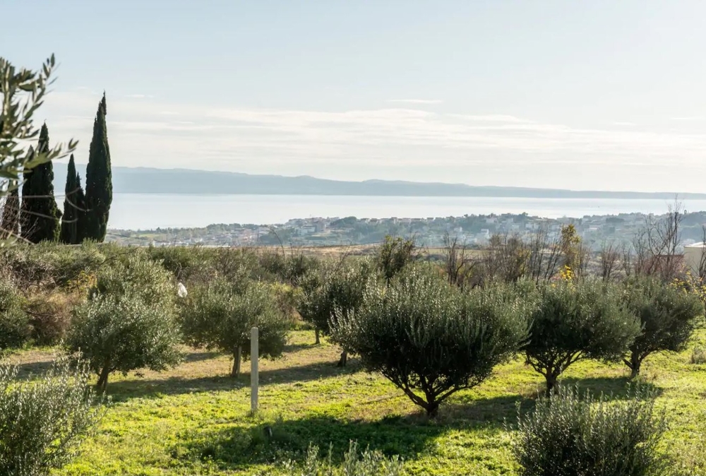Uliveto con cipressi e vista sulla città costiera
