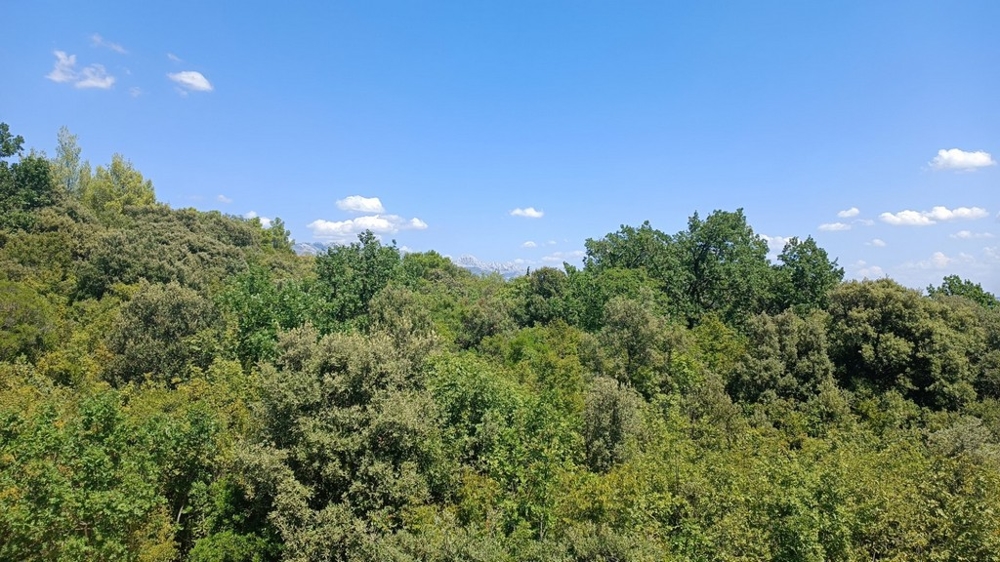 Fitta vegetazione mediterranea con vista sui monti sullo sfondo