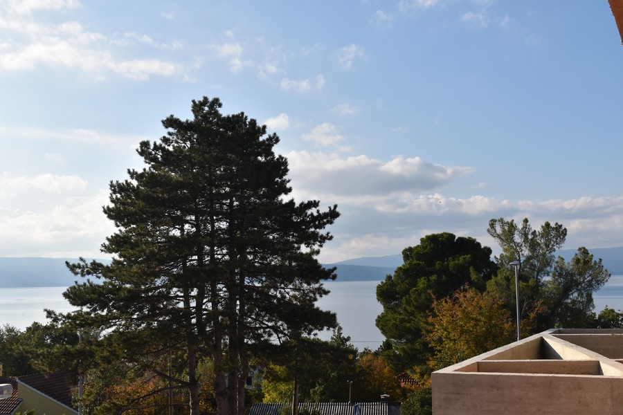 Alto pino davanti al mare e alla costa opposta