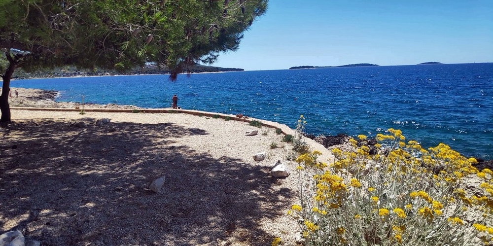Spiaggia di ciottoli sotto i pini con arbusti in fiore