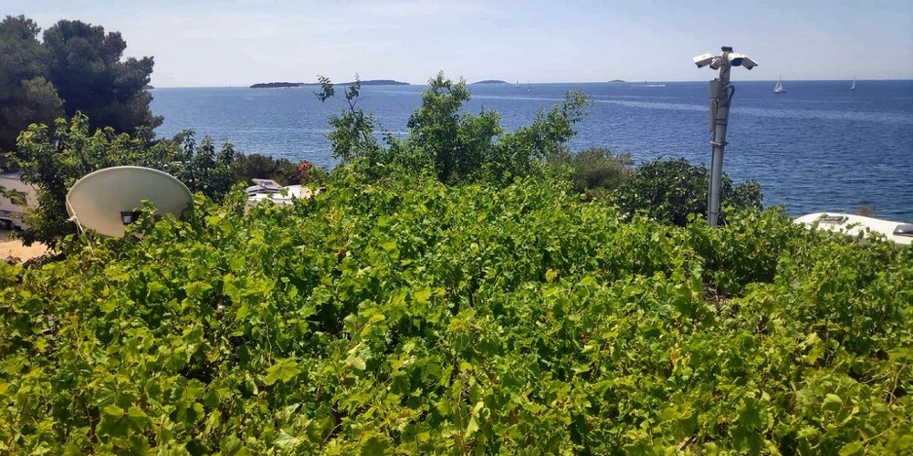 Pergolato di vite in primo piano e vista sulle isole antistanti