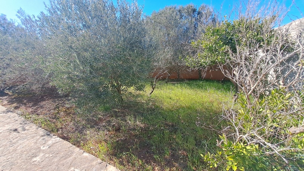 Giardino verde con ulivi accanto a un immobile sul mare in Croazia