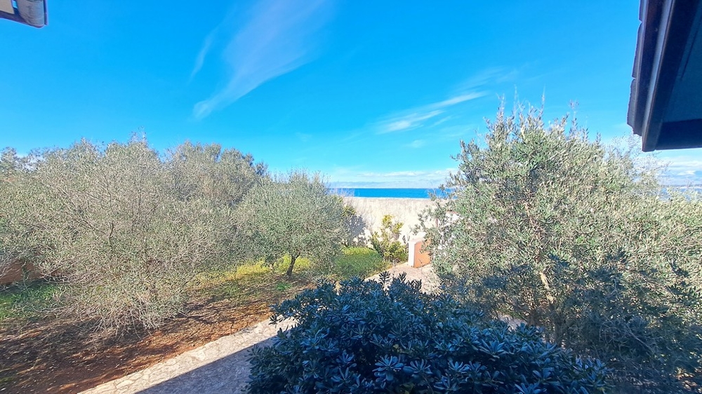 Vista sul mare attraverso le piante mediterranee da un immobile sul mare in Croazia