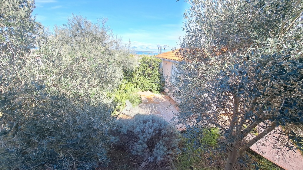 Ulivi e vegetazione mediterranea in un giardino, parte di un immobile sul mare in Croazia