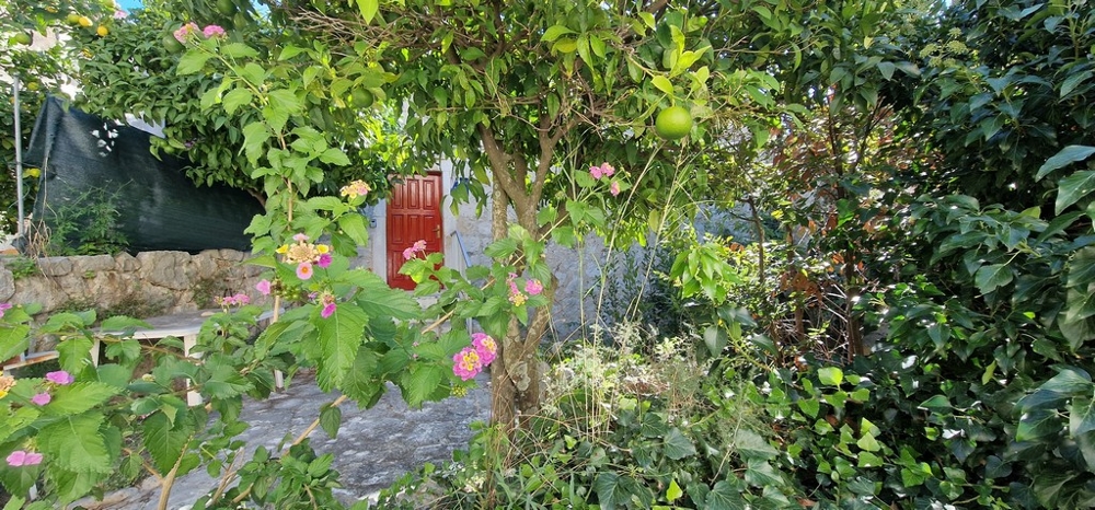 Un giardino rigoglioso con un limone, fiori colorati e una porta in legno rossa sullo sfondo. Un muro in pietra naturale conferisce al giardino un aspetto rustico.