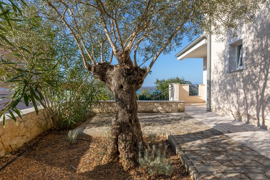 Area giardino con ulivo e vista mare