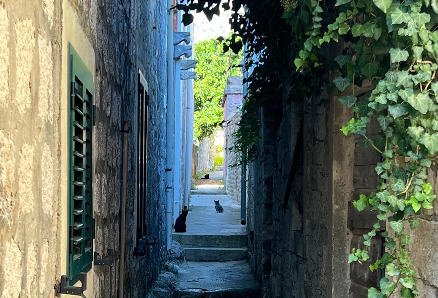 Vicolo stretto con gatti