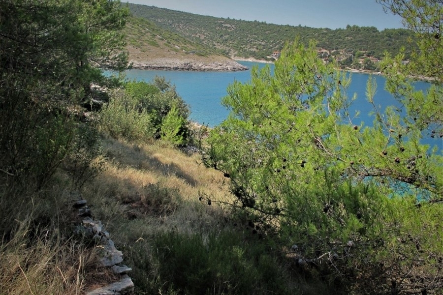 Baia e costa con pini sul mare