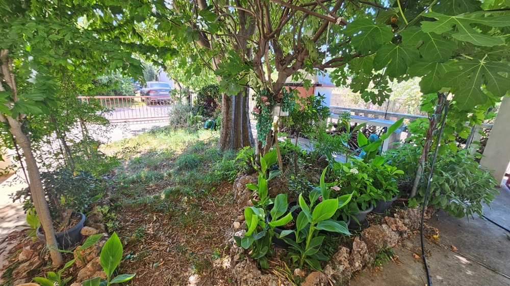 Cortile con fico e piantumazione