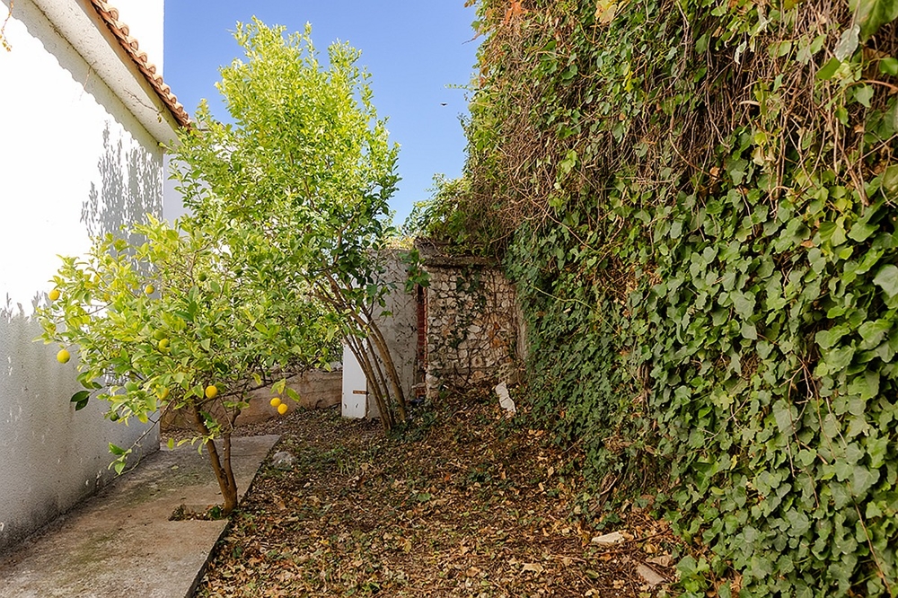 Giardino della casa con limone e muro rivestito di verde