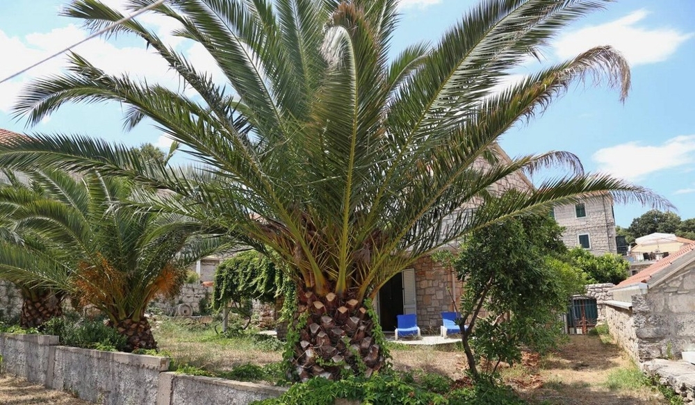 Giardino con palme