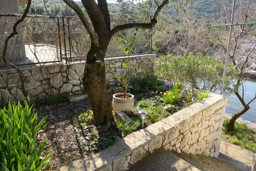 Giardino con ulivo e muro in pietra naturale