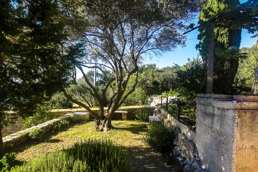 Cortile con ulivo ed erbe aromatiche
